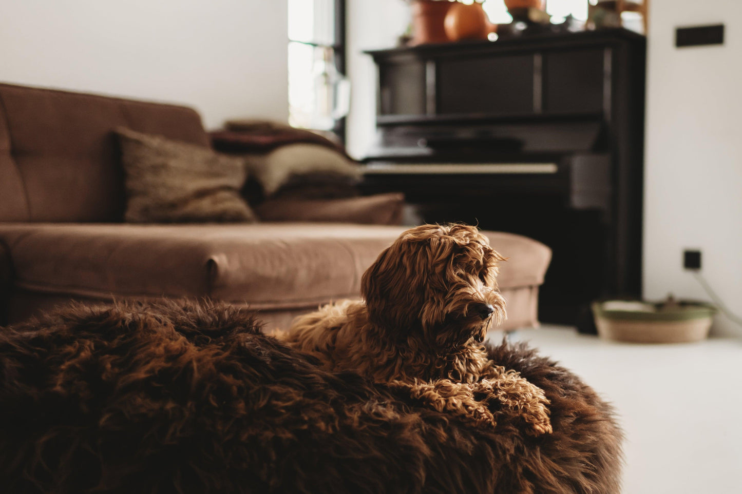 A brown dog lounging on a bean bag in a living room, surrounded by Oval Natural Sheepskin Pet Bed - Chocolate Brown from Mellow Pet Store.