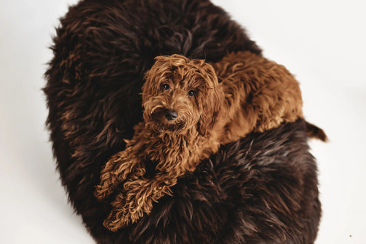 Oval Natural Sheepskin Pet Bed - Chocolate Brown - MellowConceptStore