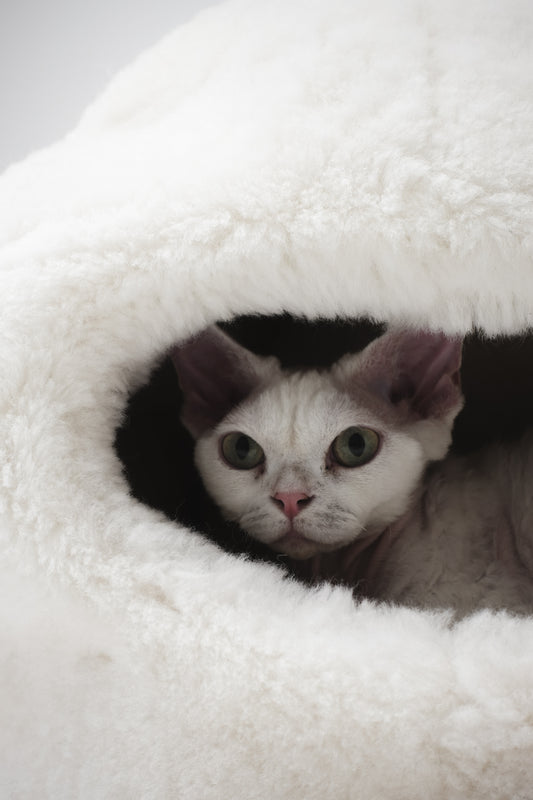Cat peeking out from a white fluffy pet bed | Natural, non‑toxic pet nest for cats and small dogs | Cozy, handmade pet furniture, natural wool and sheepskin