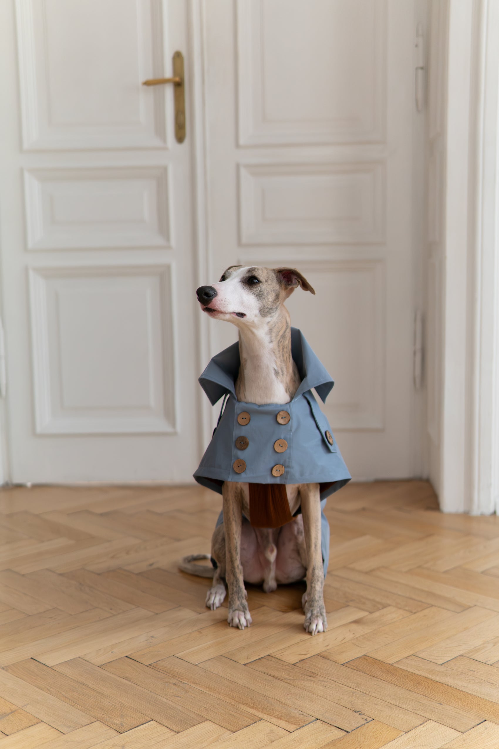 Water repellent Dog Trench Light Blue Coat