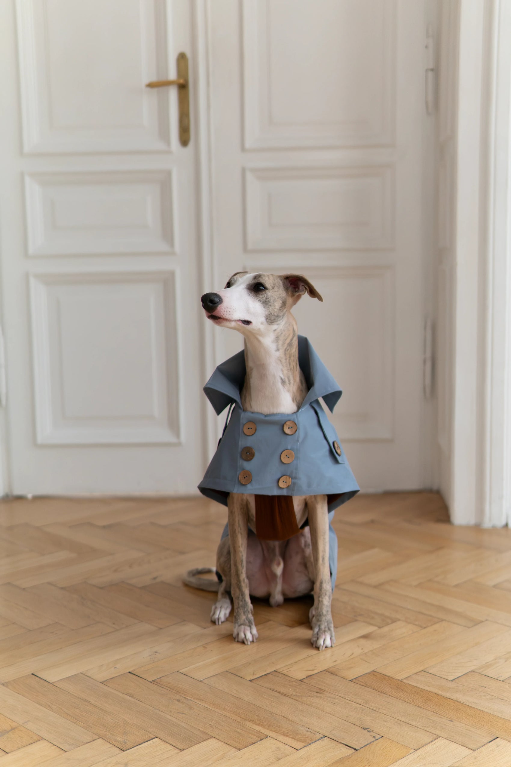 Water-repellent Dog Trench Coat - Light Blue - MellowConceptStore