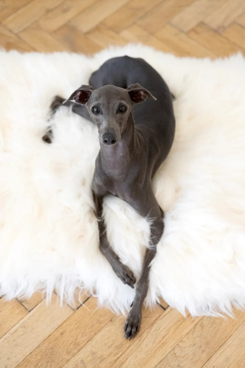 Square or Rectangular Natural Sheepskin Pet Mat - White - MellowConceptStore