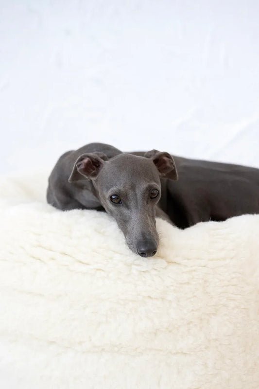 Oval Natural Wool Pet Bed - White - MellowConceptStore