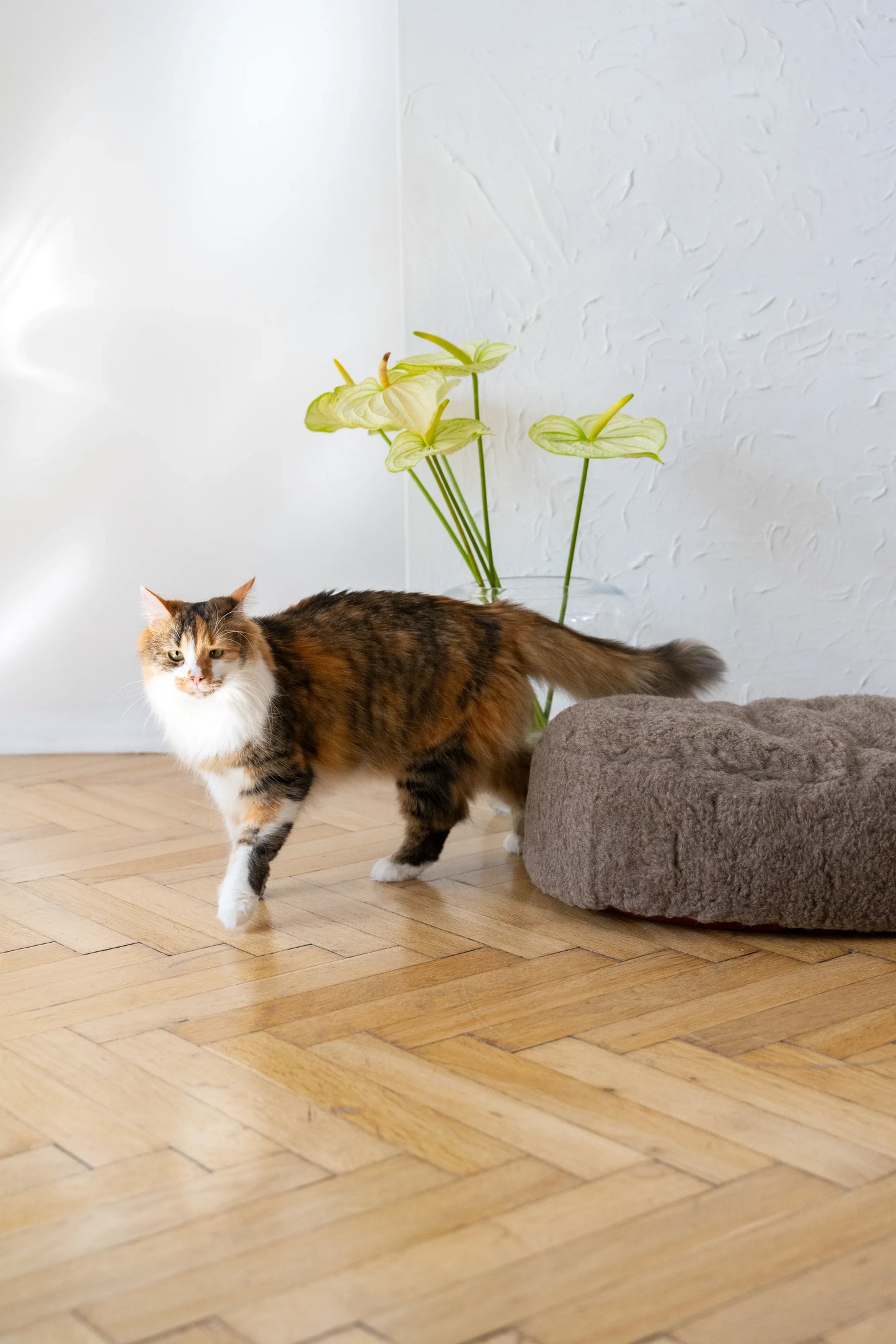Oval Natural Wool Pet Bed - Beige - MellowConceptStore