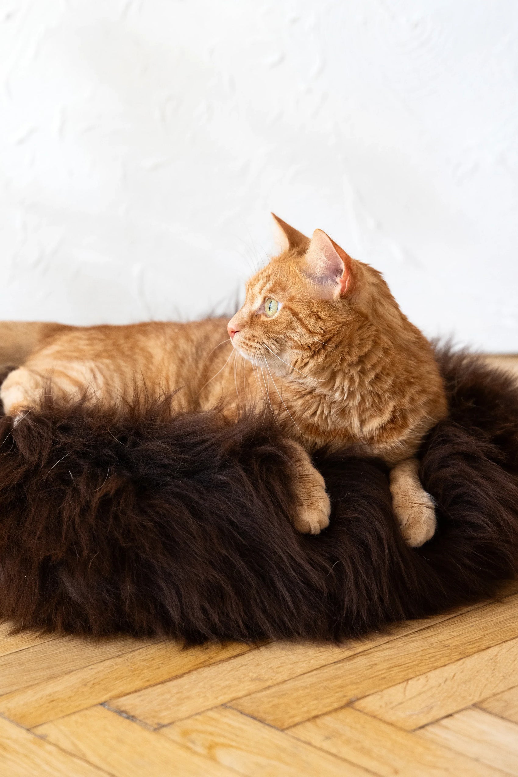 Round Natural Sheepskin Pet Bed - Brown - MellowConceptStore