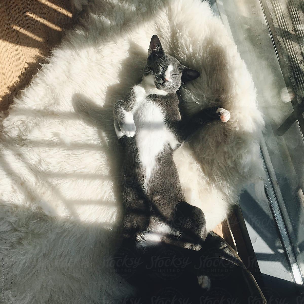 Natural Sheepskin Rug for Pet - MellowConceptStore