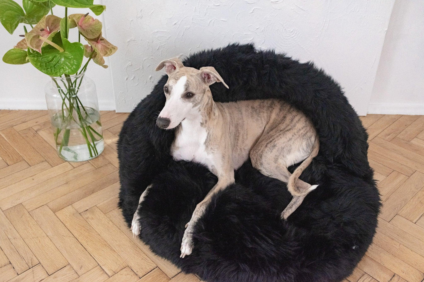 A greyhound lounging on a Mellow Pet Store Natural Sheepskin Pet Cave in black.