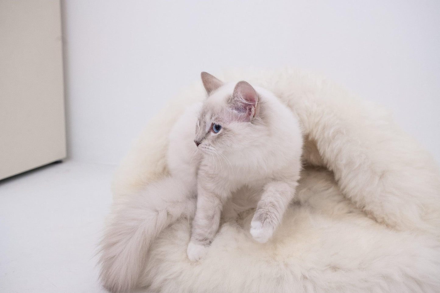 Natural Sheepskin Pet Cave - White - MellowConceptStore