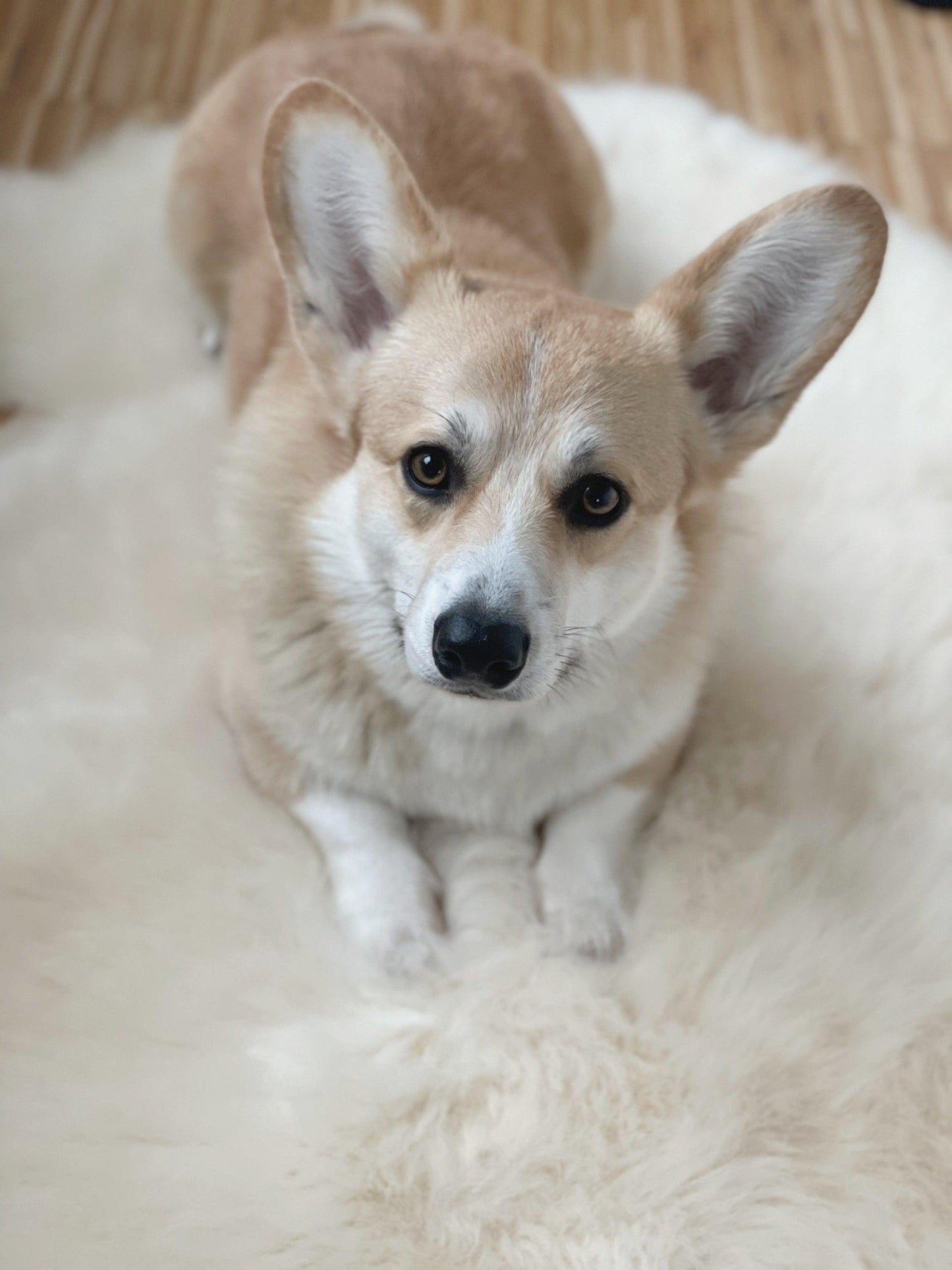 An eco-friendly corgi resting on a Mellow Pet Store Natural Sheepskin Rug for Pet.