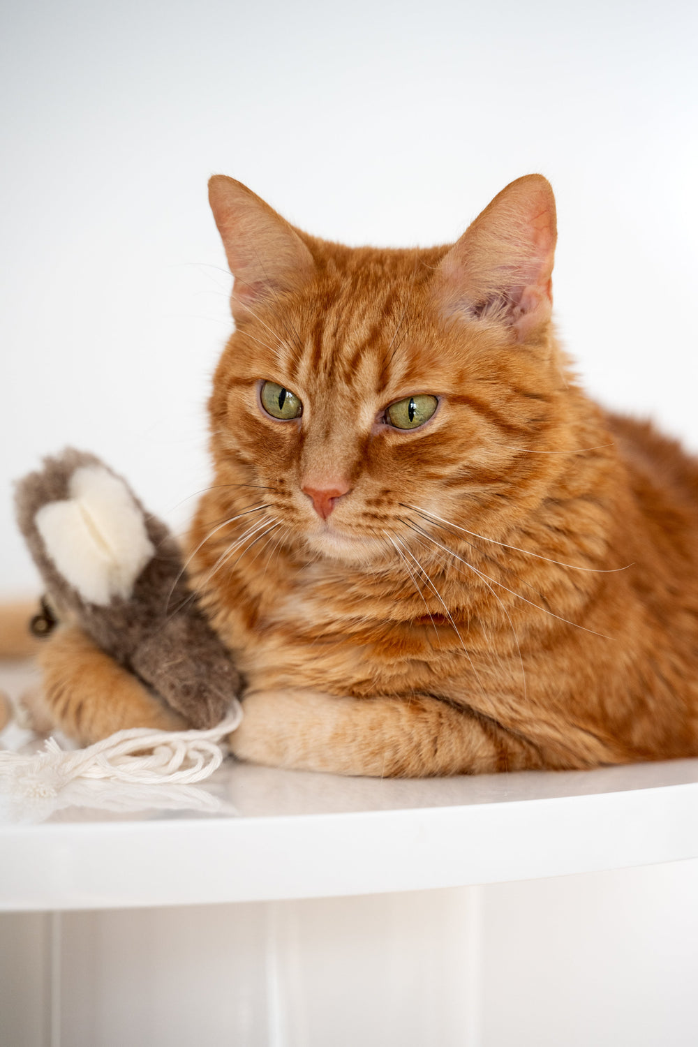 stunning ginger cat hugging a real sheepskin, natural and non-toxic toy.