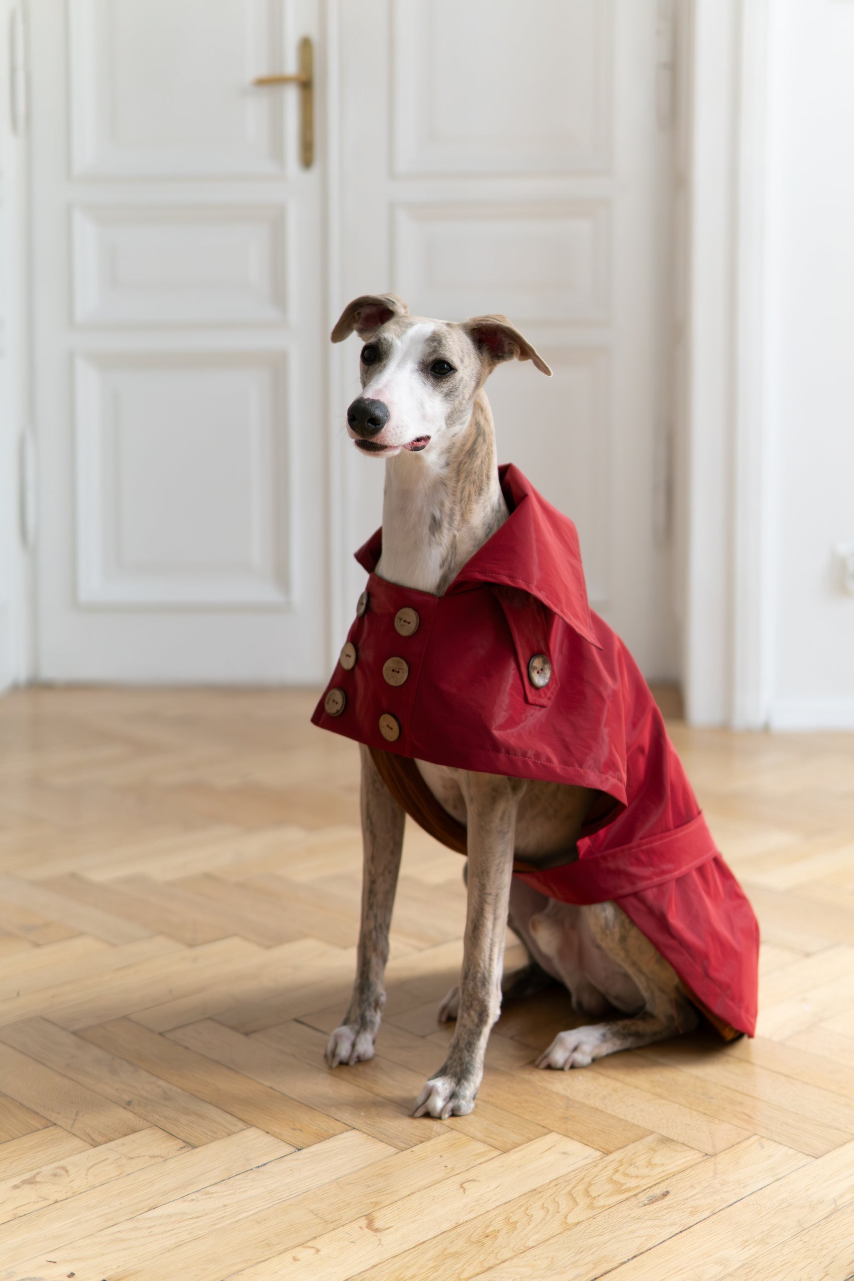 Water repellent Dog Trench Burgundy Red Coat 