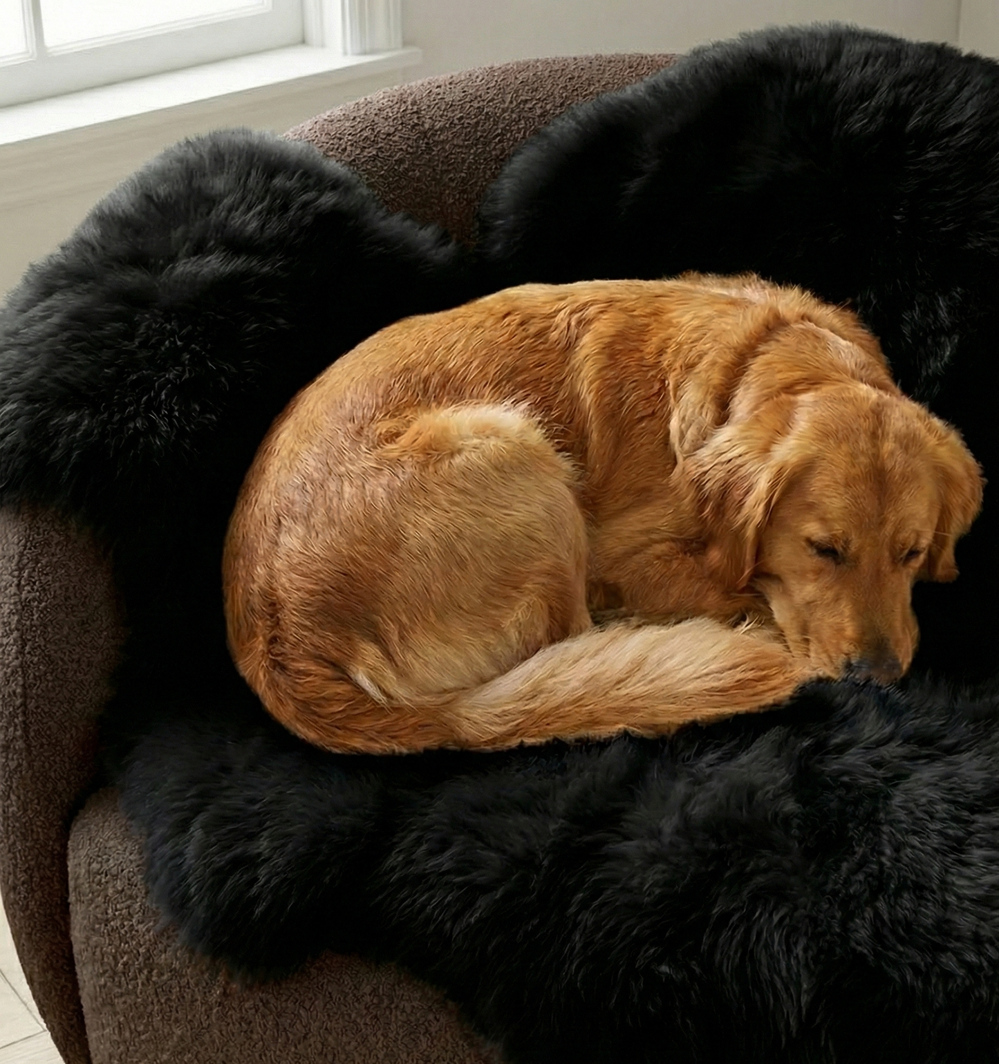 Genuine Black Sheepskin Couch Cover for Dogs — Natural Sofa Protector (Plastic-Free)